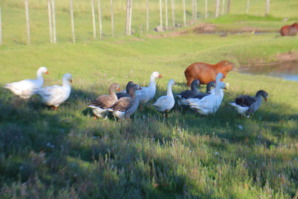 Estancia Turistica Finca Piedra Mal Abrigo Екстериор снимка